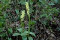 Orchis pallens